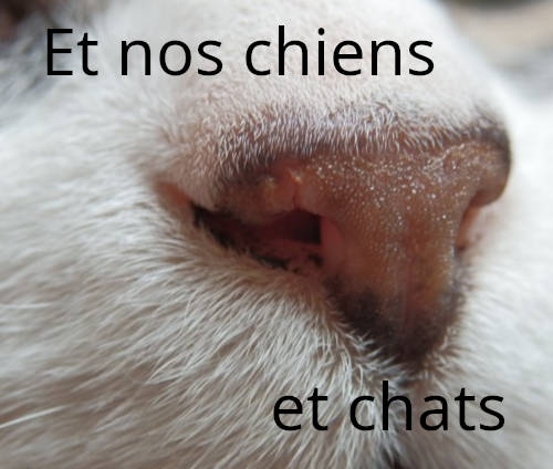 Et nos chiens et chats